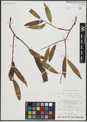 Foto von Salix alba subsp. vitellina (L.) Arcang. x Salix fragilis L.